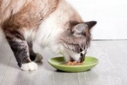 娱乐吃瓜猫咪视频大全最新,最新猫咪吃瓜视频大盘点